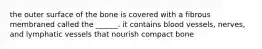 the outer surface of the bone is covered with a fibrous membraned called the ______. it contains blood vessels, nerves, and lymphatic vessels that nourish compact bone