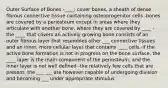 Outer Surface of Bones -____: cover bones, a sheath of dense fibrous connective tissue containing osteoprogenitor cells -bones are covered by a periosteum except in areas where they articulate with another bone, where they are covered by ____ -the ____ that covers an actively growing bone consists of an outer fibrous layer that resembles other ___ connective tissues and an inner, more cellular layer that contains ____ cells -if the active bone formation is not in progress on the bone surface, the ____ layer is the main component of the periosteum, and the inner layer is not well defined -the relatively few cells that are present, the ___ ___ are however capable of undergoing division and becoming ___ under appropriate stimulus