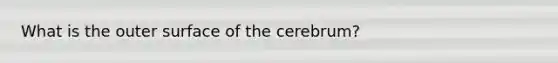 What is the outer surface of the cerebrum?