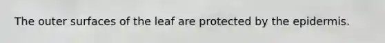 The outer surfaces of the leaf are protected by <a href='https://www.questionai.com/knowledge/kBFgQMpq6s-the-epidermis' class='anchor-knowledge'>the epidermis</a>.