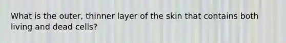What is the outer, thinner layer of the skin that contains both living and dead cells?