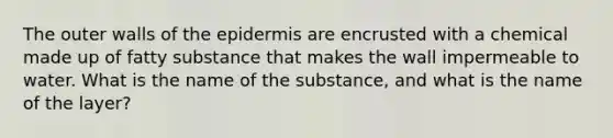 The outer walls of the epidermis are encrusted with a chemical made up of fatty substance that makes the wall impermeable to water. What is the name of the substance, and what is the name of the layer?