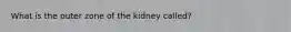 What is the outer zone of the kidney called?