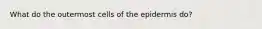 What do the outermost cells of the epidermis do?