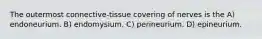 The outermost connective-tissue covering of nerves is the A) endoneurium. B) endomysium. C) perineurium. D) epineurium.