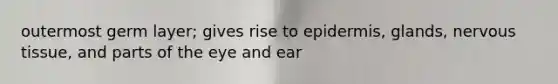 outermost germ layer; gives rise to epidermis, glands, <a href='https://www.questionai.com/knowledge/kqA5Ws88nP-nervous-tissue' class='anchor-knowledge'>nervous tissue</a>, and parts of the eye and ear