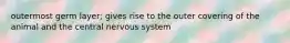 outermost germ layer; gives rise to the outer covering of the animal and the central nervous system