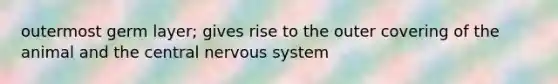 outermost germ layer; gives rise to the outer covering of the animal and the central nervous system