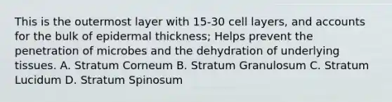 This is the outermost layer with 15-30 cell layers, and accounts for the bulk of epidermal thickness; Helps prevent the penetration of microbes and the dehydration of underlying tissues. A. Stratum Corneum B. Stratum Granulosum C. Stratum Lucidum D. Stratum Spinosum