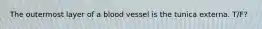 The outermost layer of a blood vessel is the tunica externa. T/F?