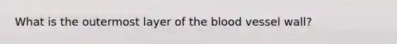 What is the outermost layer of the blood vessel wall?