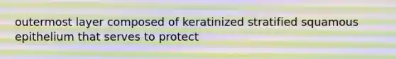 outermost layer composed of keratinized stratified squamous epithelium that serves to protect