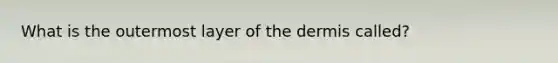 What is the outermost layer of the dermis called?