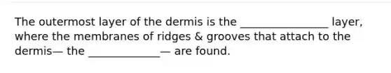 The outermost layer of the dermis is the ________________ layer, where the membranes of ridges & grooves that attach to the dermis— the _____________— are found.