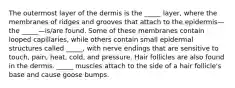 The outermost layer of the dermis is the _____ layer, where the membranes of ridges and grooves that attach to the epidermis—the _____—is/are found. Some of these membranes contain looped capillaries, while others contain small epidermal structures called _____, with nerve endings that are sensitive to touch, pain, heat, cold, and pressure. Hair follicles are also found in the dermis. _____ muscles attach to the side of a hair follicle's base and cause goose bumps.