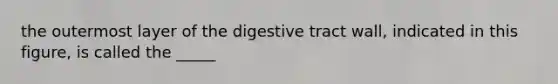 the outermost layer of the digestive tract wall, indicated in this figure, is called the _____