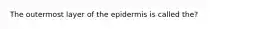 The outermost layer of the epidermis is called the?