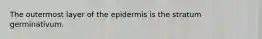 The outermost layer of the epidermis is the stratum germinativum.