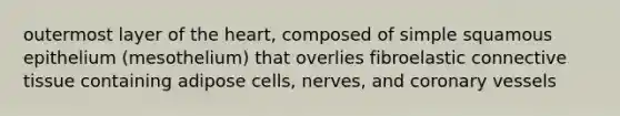 outermost layer of the heart, composed of simple squamous epithelium (mesothelium) that overlies fibroelastic connective tissue containing adipose cells, nerves, and coronary vessels