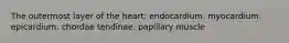 The outermost layer of the heart: endocardium. myocardium. epicardium. chordae tendinae. papillary muscle