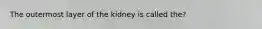 The outermost layer of the kidney is called the?