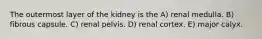 The outermost layer of the kidney is the A) renal medulla. B) fibrous capsule. C) renal pelvis. D) renal cortex. E) major calyx.