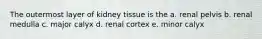 The outermost layer of kidney tissue is the a. renal pelvis b. renal medulla c. major calyx d. renal cortex e. minor calyx