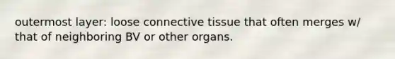 outermost layer: loose connective tissue that often merges w/ that of neighboring BV or other organs.