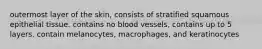 outermost layer of the skin, consists of stratified squamous epithelial tissue. contains no blood vessels, contains up to 5 layers. contain melanocytes, macrophages, and keratinocytes