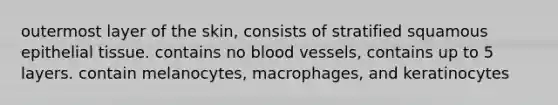 outermost layer of the skin, consists of stratified squamous epithelial tissue. contains no blood vessels, contains up to 5 layers. contain melanocytes, macrophages, and keratinocytes