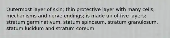 Outermost layer of skin; thin protective layer with many cells, mechanisms and nerve endings; is made up of five layers: stratum germinativum, statum spinosum, stratum granulosum, statum lucidum and stratum coreum