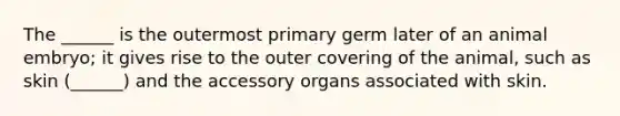 The ______ is the outermost primary germ later of an animal embryo; it gives rise to the outer covering of the animal, such as skin (______) and the accessory organs associated with skin.