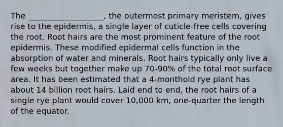 The ___________________, the outermost primary meristem, gives rise to the epidermis, a single layer of cuticle-free cells covering the root. Root hairs are the most prominent feature of the root epidermis. These modified epidermal cells function in the absorption of water and minerals. Root hairs typically only live a few weeks but together make up 70-90% of the total root surface area. It has been estimated that a 4-monthold rye plant has about 14 billion root hairs. Laid end to end, the root hairs of a single rye plant would cover 10,000 km, one-quarter the length of the equator.