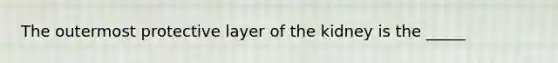 The outermost protective layer of the kidney is the _____