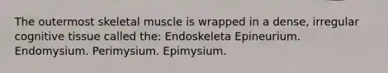 The outermost skeletal muscle is wrapped in a dense, irregular cognitive tissue called the: Endoskeleta Epineurium. Endomysium. Perimysium. Epimysium.