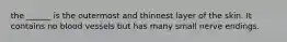 the ______ is the outermost and thinnest layer of the skin. It contains no blood vessels but has many small nerve endings.