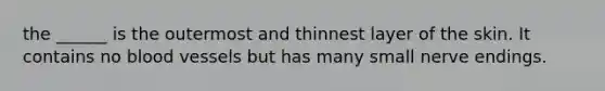 the ______ is the outermost and thinnest layer of the skin. It contains no blood vessels but has many small nerve endings.