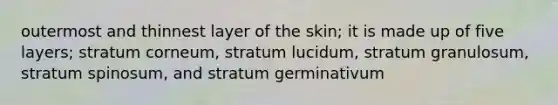 outermost and thinnest layer of the skin; it is made up of five layers; stratum corneum, stratum lucidum, stratum granulosum, stratum spinosum, and stratum germinativum