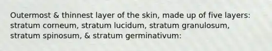 Outermost & thinnest layer of the skin, made up of five layers: stratum corneum, stratum lucidum, stratum granulosum, stratum spinosum, & stratum germinativum: