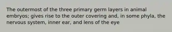 The outermost of the three primary germ layers in animal embryos; gives rise to the outer covering and, in some phyla, the <a href='https://www.questionai.com/knowledge/kThdVqrsqy-nervous-system' class='anchor-knowledge'>nervous system</a>, inner ear, and lens of the eye