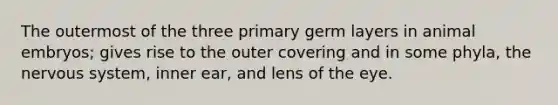 The outermost of the three primary germ layers in animal embryos; gives rise to the outer covering and in some phyla, the nervous system, inner ear, and lens of the eye.