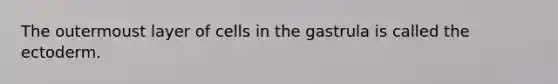 The outermoust layer of cells in the gastrula is called the ectoderm.