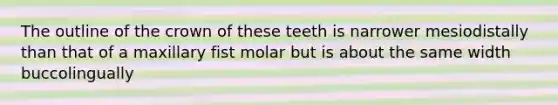 The outline of the crown of these teeth is narrower mesiodistally than that of a maxillary fist molar but is about the same width buccolingually