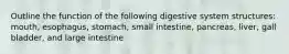 Outline the function of the following digestive system structures: mouth, esophagus, stomach, small intestine, pancreas, liver, gall bladder, and large intestine