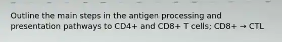 Outline the main steps in the antigen processing and presentation pathways to CD4+ and CD8+ T cells; CD8+ → CTL