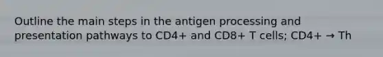 Outline the main steps in the antigen processing and presentation pathways to CD4+ and CD8+ T cells; CD4+ → Th