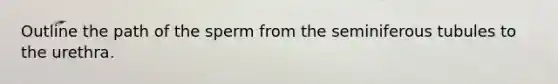Outline the path of the sperm from the seminiferous tubules to the urethra.