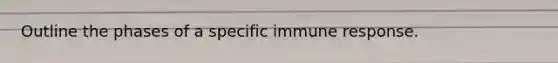 Outline the phases of a specific immune response.