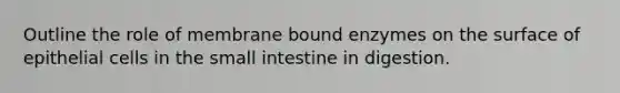 Outline the role of membrane bound enzymes on the surface of epithelial cells in the small intestine in digestion.