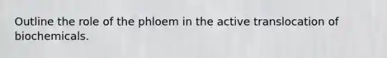 Outline the role of the phloem in the active translocation of biochemicals.